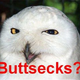 Illustration for article titled Owls
